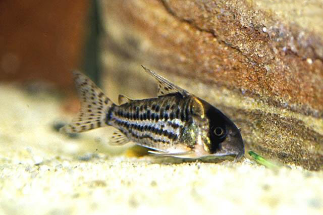 Файл:Коридорас шварца в аквариуме 4.jpg