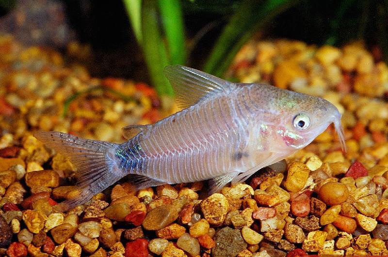 Файл:Коридорас гуапоре в аквариуме 3.jpg