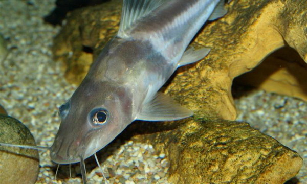 Файл:Пимелодус узорчатый 2.jpg