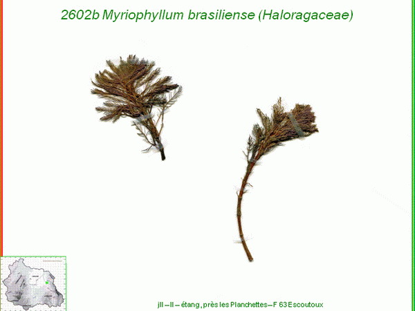 Файл:Перистолистник бразильский иллюстрация.jpg