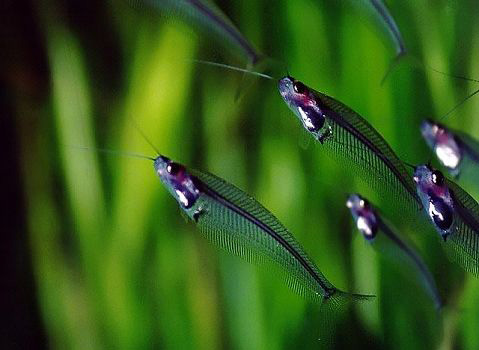 Файл:Сомик стеклянный индийский в аквариуме 3.jpg