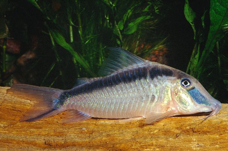 Файл:Коридорас нарциссус в аквариуме 2.jpg