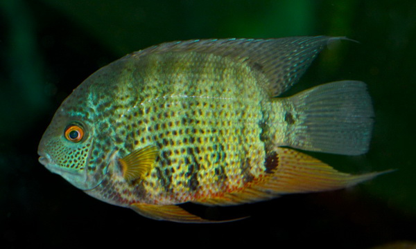 Файл:Окунеобразные 1.jpg