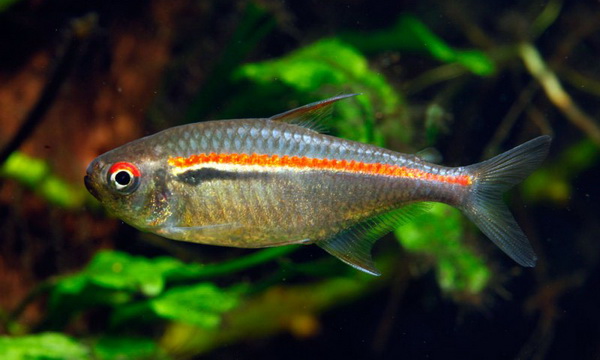 Файл:Харацинообразные 1.jpg