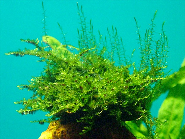 Файл:Vesicularia dubyana.jpg