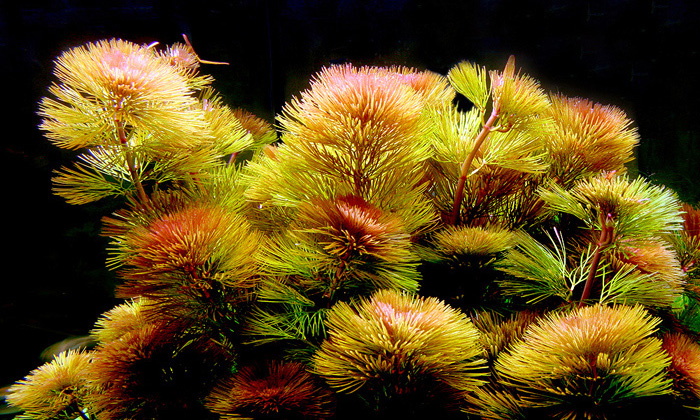 Файл:Кабомба вильчатая - красная.jpg