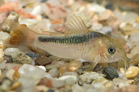 Файл:Коридорас рабо в аквариуме 2.jpg