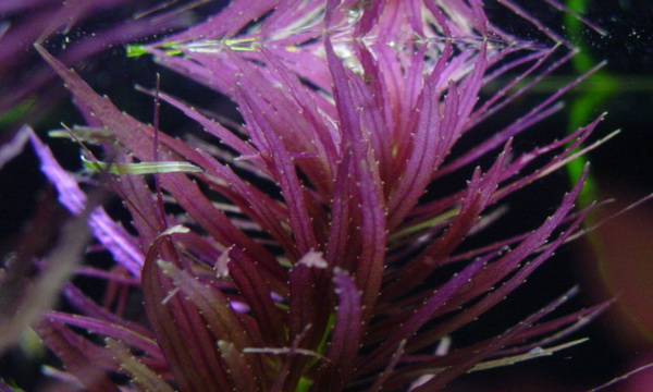 Файл:Лимнофила ароматная.jpg