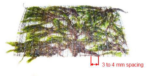 Файл:Фиссиденс мини этап 1.jpg