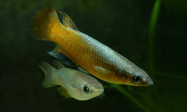 Файл:Карпозубообразные 2.jpg