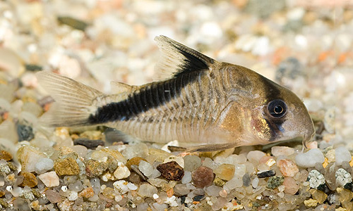 Файл:Коридорас диагональнополосый.jpg