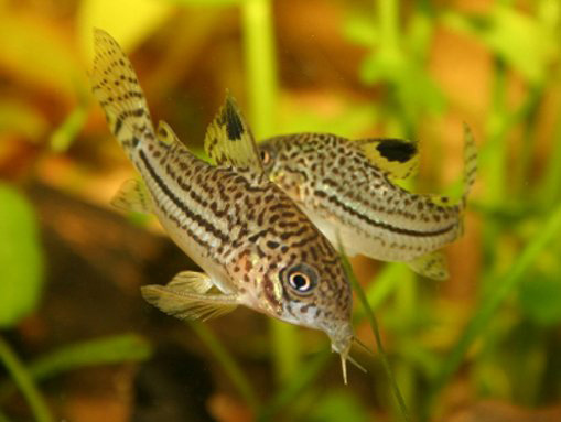 Файл:Коридорас юлии в аквариуме 2.jpg