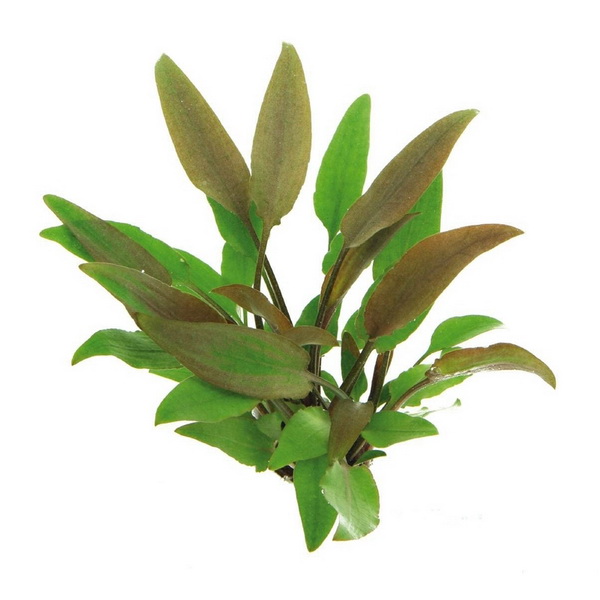 Файл:Криптокорина желтая иллюстрация.jpg