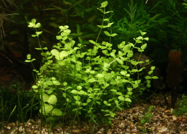 Файл:Вербейник монетный 4.jpg