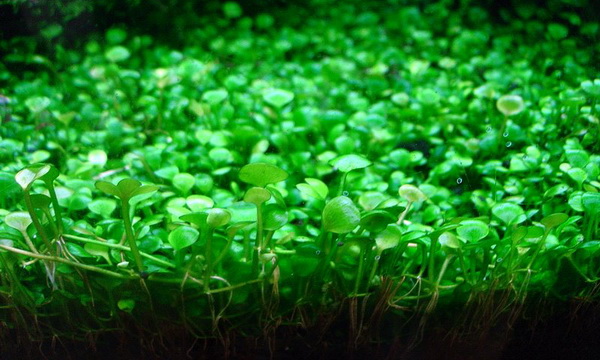 Файл:Марсилия четырехлистная 2.jpg