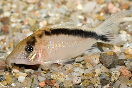 Файл:Коридорас нарциссус в аквариуме 1.jpg