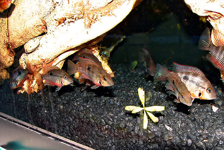 Файл:Цихлозома меека в аквариуме 2.jpg