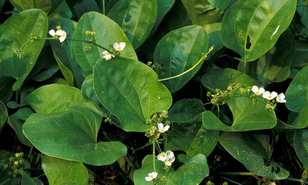 Файл:Эхинодорус крупноцветный 2.jpg