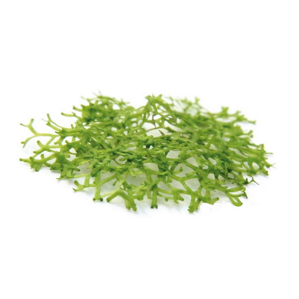 Файл:Риччия иллюстрация.jpg