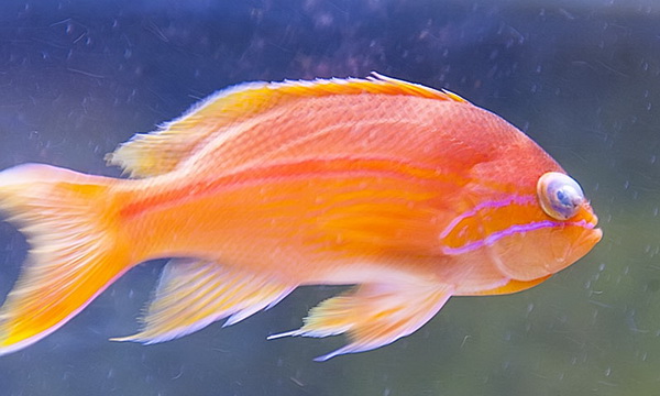 Файл:Антиас краснополосый 1.jpg