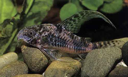 Файл:Сомик крапчатый вуалевый.jpg