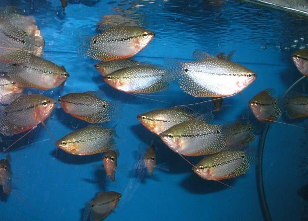 Файл:Гурами жемчужный в аквариуме 3.jpg