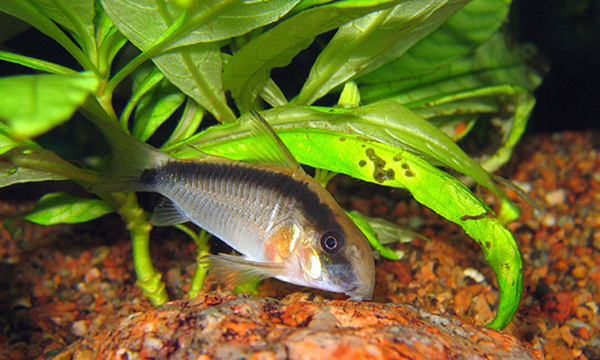 Файл:Коридорас двухполосный.jpg