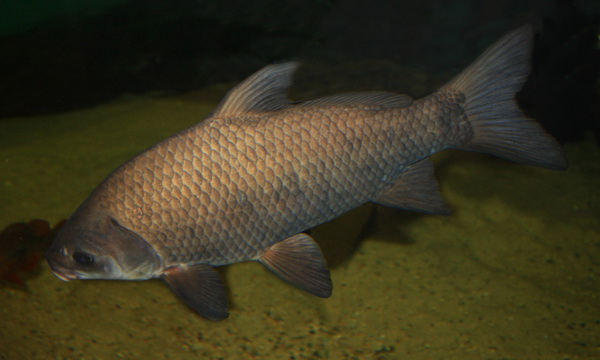 Файл:Чукучановые 2.jpg