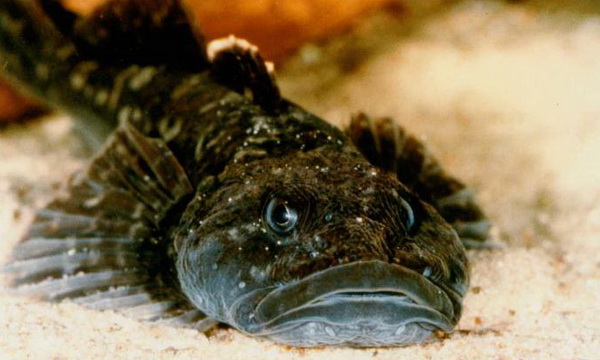 Файл:Бычковые 1.jpg