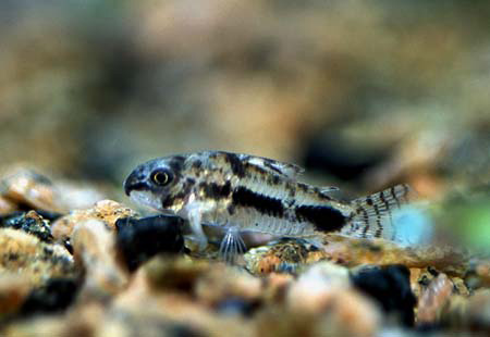 Файл:Коридорас хабросус в аквариуме 4.jpg