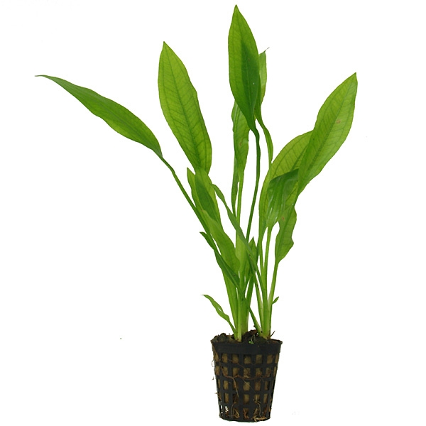 Файл:Эхинодорус мелкоцветный 3.jpg