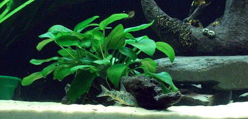 Файл:Сомик крапчатый в аквариуме 1.jpg