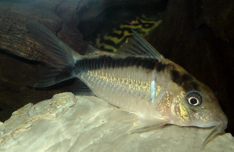 Файл:Коридорас нарциссус в аквариуме 6.jpg