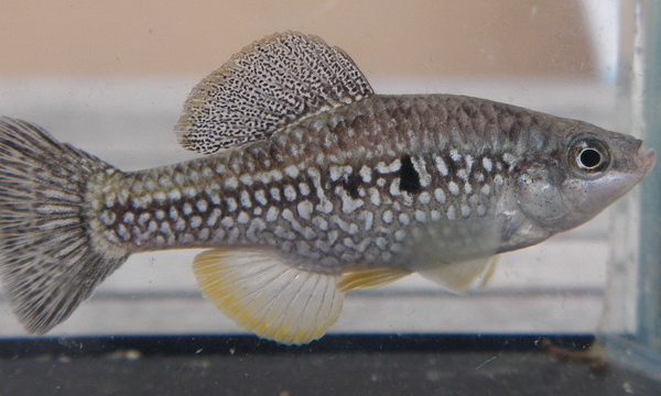 Файл:Карпозубовые 3.jpg