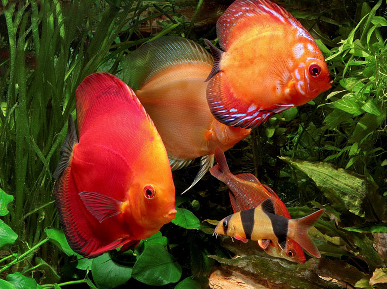 Файл:Боция клоун в авкариуме 1.jpg