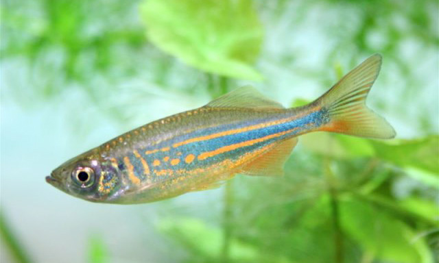 Файл:Данио малабарский.jpg