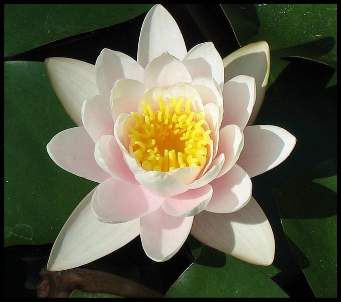 Файл:Кувшинка морская роза.jpg