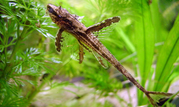 Файл:Лорикария перуанская 1.jpg