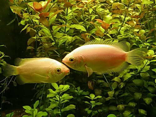 Файл:Гурами целующийся в аквариуме 2.jpg