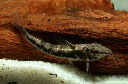 Файл:Склеромистакс лацердаи в аквариуме 1.jpg