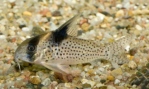 Файл:Коридорас черноштриховой.jpg