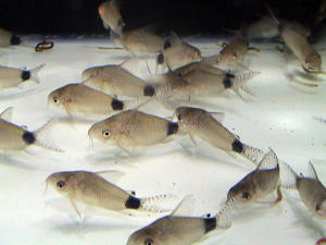 Файл:Коридорас гуапоре в аквариуме 2.jpg