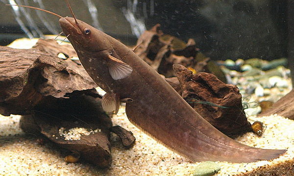 Файл:Сомовые 2.jpg