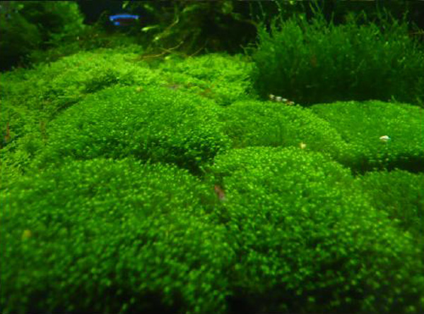 Файл:Фиссиденс мини этап 4.jpg