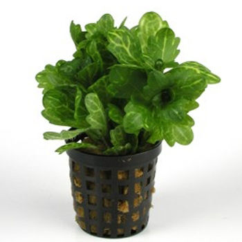 Файл:Трихокоронис изменчивый иллюстрация.jpg