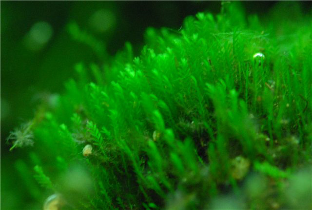 Файл:Фиссиденс мини 1.jpg