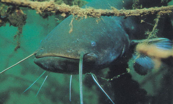 Файл:Сомовые 1.jpg