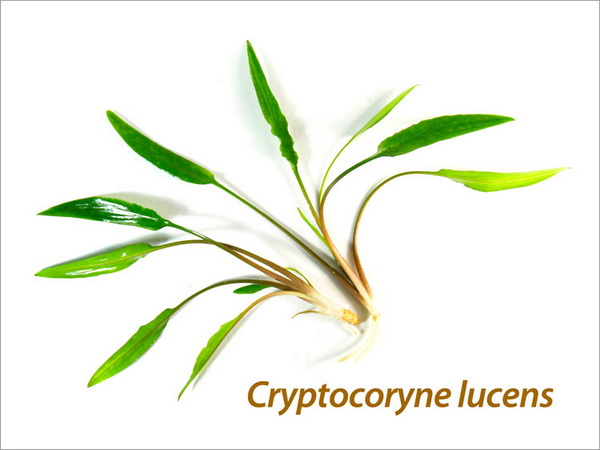 Файл:Криптокорина блестящая иллюстрация.jpg