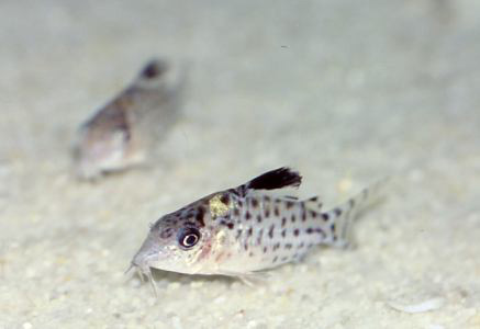 Файл:Коридорас агасица в аквариуме 2.jpg