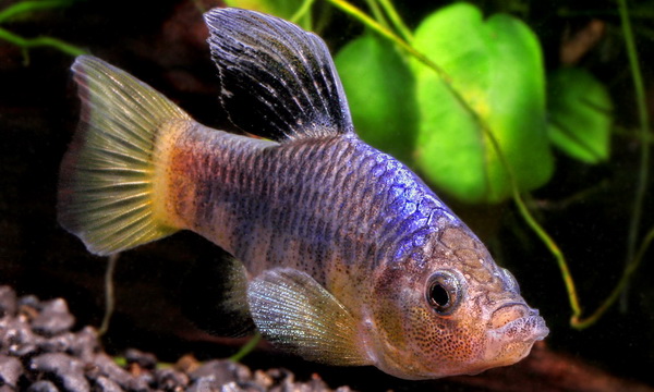 Файл:Карпозубовые 2.jpg